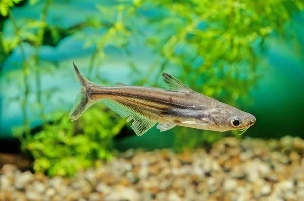 Squalo Iridescente Pangasianodon Hypophthalmus Una Specie Pesce Gatto Squalo Famiglia — Foto Stock