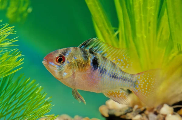Blue Ram Mikrogeophagus Ramirezi Species Freshwater Fish Endemic Orinoco River — Stock Photo, Image
