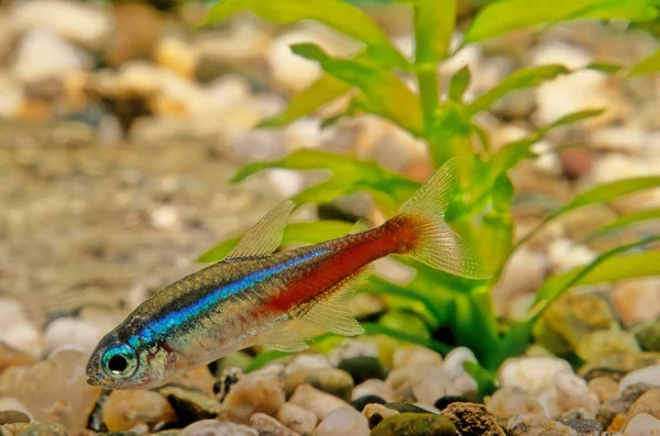 Paracheirodon Innesi Pez Agua Dulce Familia Characidae Del Orden Characiformes — Foto de Stock