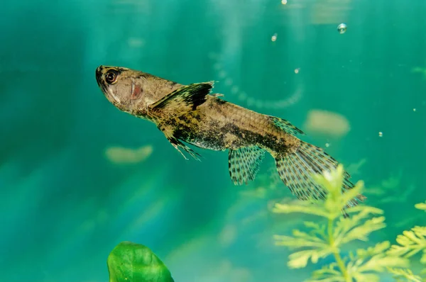 Freshwater Butterflyfish African Butterflyfish Pantodon Buchholzi Only Species Family Pantodontidae — Stock Photo, Image