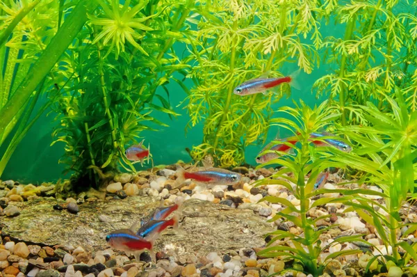 Neon Tetra Paracheirodon Innesi Characiformes Familyasından Bir Tatlı Balığıdır — Stok fotoğraf