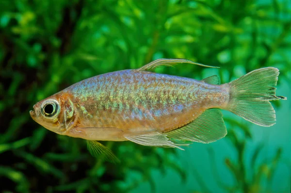 Kongó Tetra Phenacogrammus Interruptus Afrikai Tetra Családba Tartozó Halfaj Amely — Stock Fotó