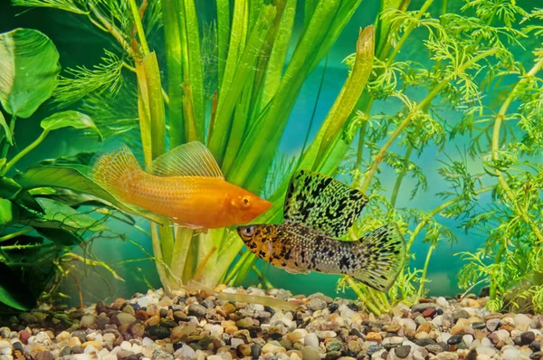 Poecilia Velifera Molly Yucatan Vive Águas Costeiras Península Yucatan — Fotografia de Stock