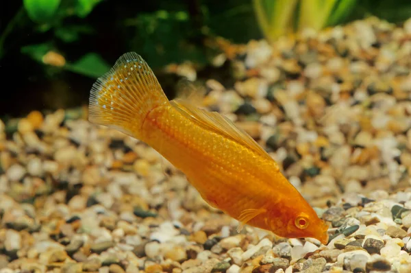 Poecilia Velifera Yucatan Molly Žije Pobřežních Vodách Poloostrova Yucatan — Stock fotografie