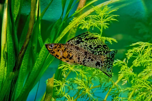 Poecilia Velifera Юкатанська Молі Живе Прибережних Водах Півострова Юкатан — стокове фото