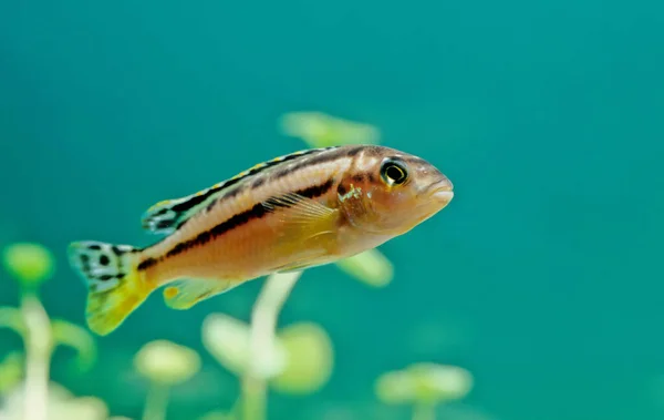 花冠鱼 Melanochromis Auratus 又称花冠鱼 Auratus Cichlid 是鱼科的淡水鱼 — 图库照片