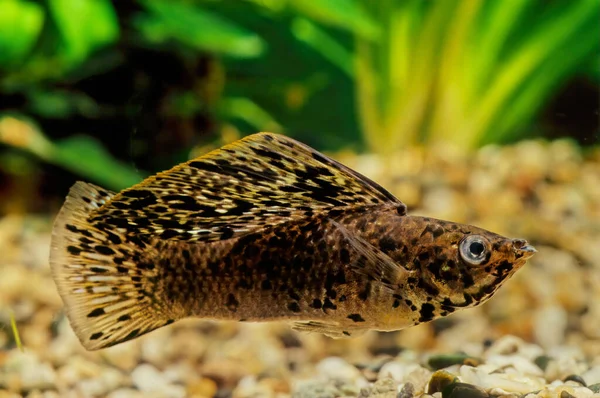 Poecilia Velifera Yucatan Molly Leeft Kustwateren Van Het Schiereiland Yucatan — Stockfoto