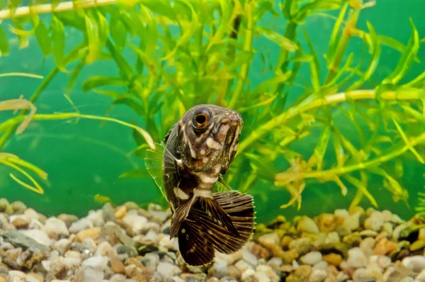 Astronotus Ocellatus Een Straalvinnige Vissensoort Uit Familie Van Cichliden Cichliden — Stockfoto