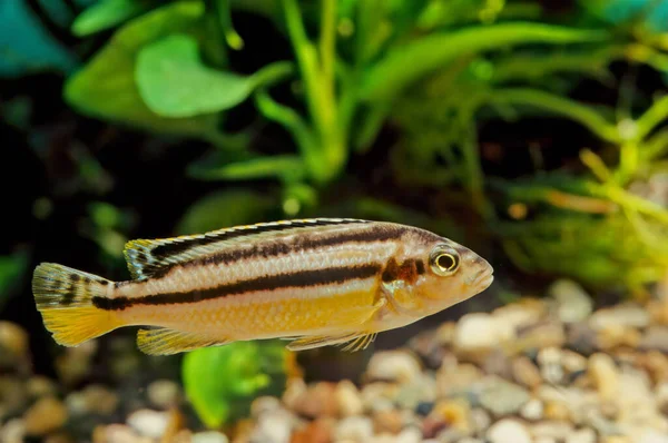 Melanochromis Auratus Auratus Cichlid Freshwater Fish Cichlid Family — Stock Photo, Image
