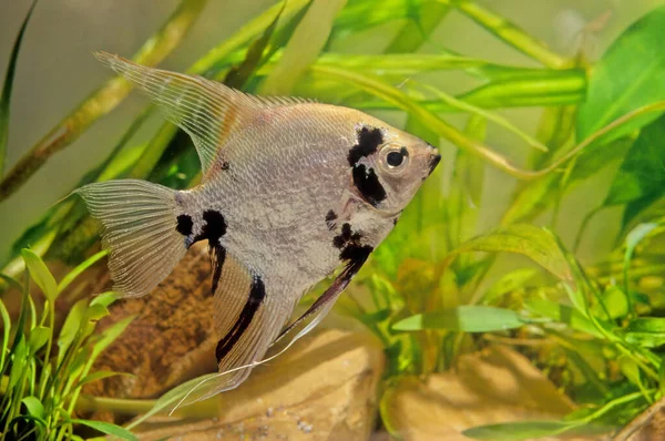 Pterophyllum Altum Also Referred Altum Angelfish Deep Angelfish Orinoco Angelfish — Stock Photo, Image