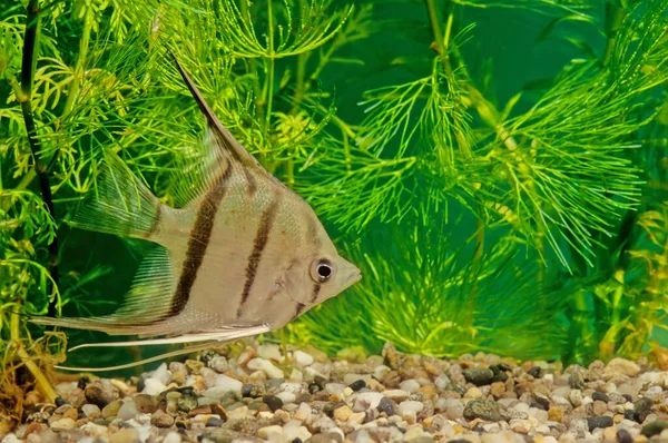 螺旋藻 Pterophyllum Altum 亦称螺旋藻 Altum Angelfish 深螺旋藻 Deep Angelfish 或兰科天使鱼 — 图库照片