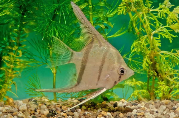 螺旋藻 Pterophyllum Altum 亦称螺旋藻 Altum Angelfish 深螺旋藻 Deep Angelfish 或兰科天使鱼 — 图库照片