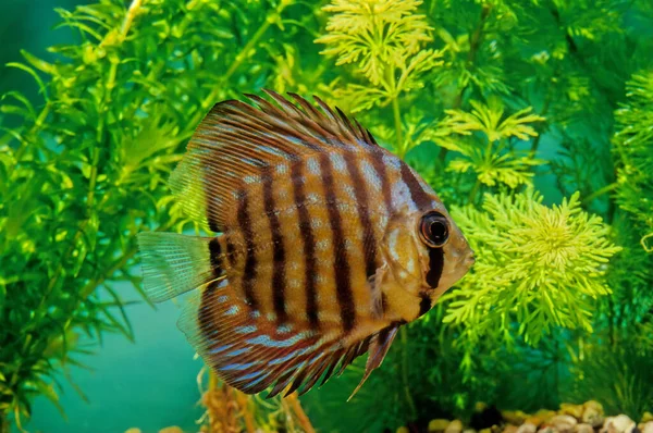 Symphysodon Aequifasciatus Una Especie Cíclido Nativo Los Ríos Cuenca Del — Foto de Stock