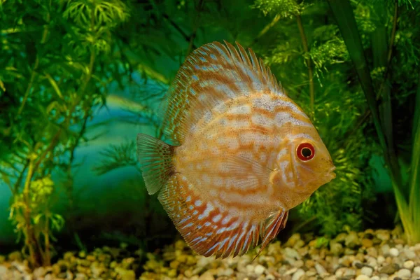 红铁饼 Red Discus或Heckel Discus 是一种原产于亚马逊河流域的头盖类动物 产于下里约黑人 上瓦图姆 Uatum 纳蒙德 Nhamund — 图库照片