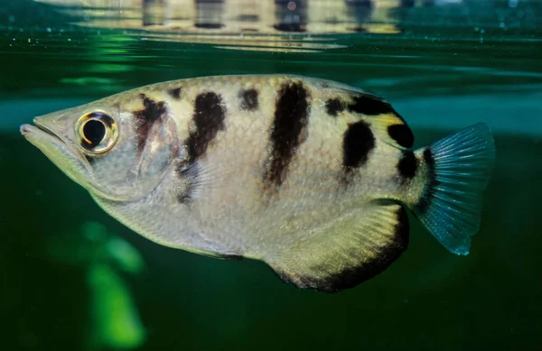 Archerfish Spinner Fish Archer Fish Form Monotypic Family Toxotidae Fish — Stock Photo, Image