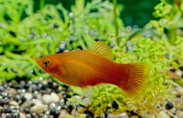 Переменная Platyfish Xiphophorus Variatus Известная Variatus Platy Variegated Platy Является — стоковое фото