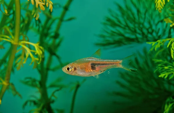 Glowlight Rasbora Trigonostigma Hengeli Species Cyprinid Fish Genus Trigonostigma — Stock Photo, Image