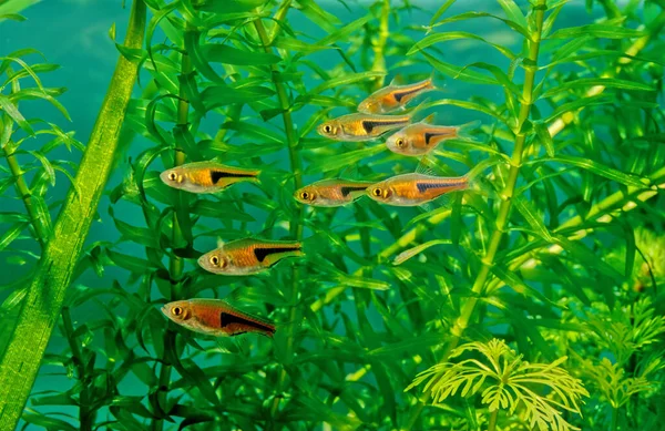 Parlak Rasbora (Trigonostigma hengeli), Trigonostigma familyasından bir balık türü..