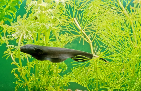 Black Ghost Knifefish Apteronotus Albifrons Tropical Fish Belonging Ghost Knifefish — Stock Photo, Image