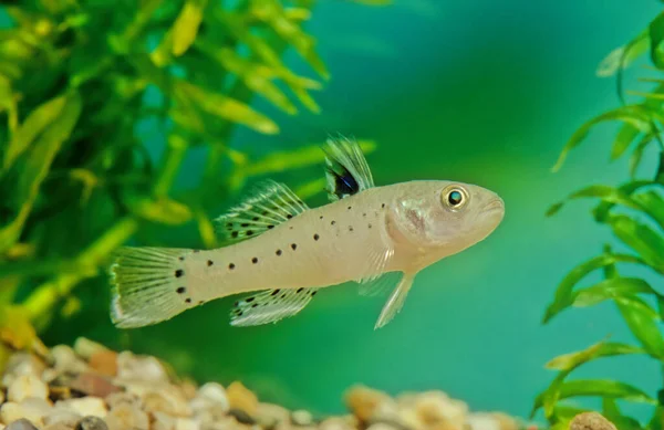 Stigmatogobius Sadanundio Una Especie Gobio Nativo Del Sur Asia Desde — Foto de Stock