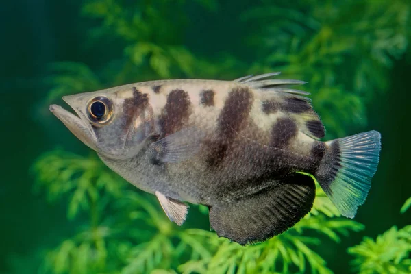 Archerfish Spinner Fish Archer Fish Form Monotypic Family Toxotidae Fish — Stock Photo, Image