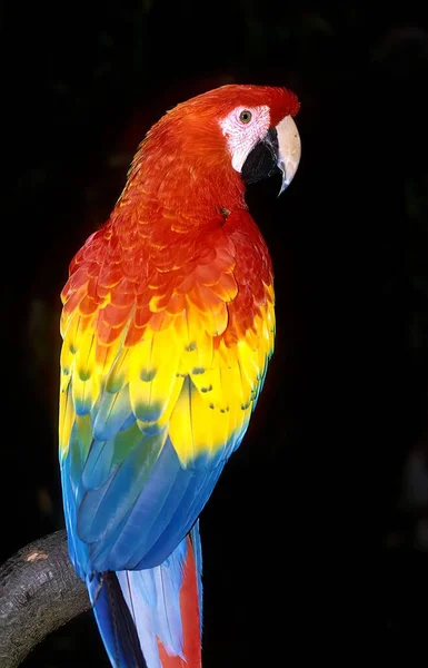 Šarlatové Macaw Ara Macao Velký Červený Žlutý Modrý Papoušek Střední — Stock fotografie