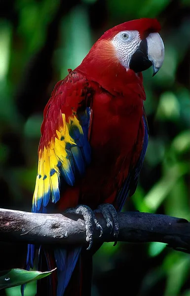 Den Scharlakansröda Papegojan Ara Macao Stor Röd Gul Och Blå — Stockfoto