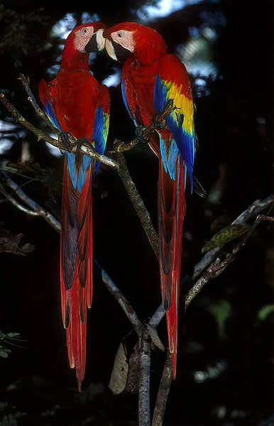 Guacamayo Escarlata Ara Macao Gran Loro Rojo Amarillo Azul América — Foto de Stock