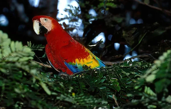 Алый Ара Ara Macao Большой Красный Желтый Синий Попугай Центральной — стоковое фото