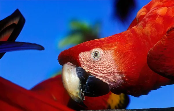 Guacamayo Escarlata Ara Macao Gran Loro Rojo Amarillo Azul América — Foto de Stock