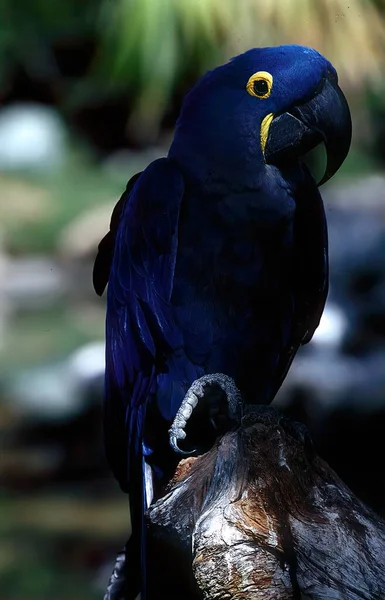 Anodorhynchus Hyacinthinus Hyacinthine Macaw Est Perroquet Originaire Centre Est Amérique — Photo