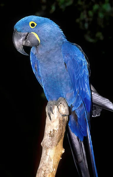 Anodorhynchus Hyacinthinus Hyacinthine Macaw Est Perroquet Originaire Centre Est Amérique — Photo