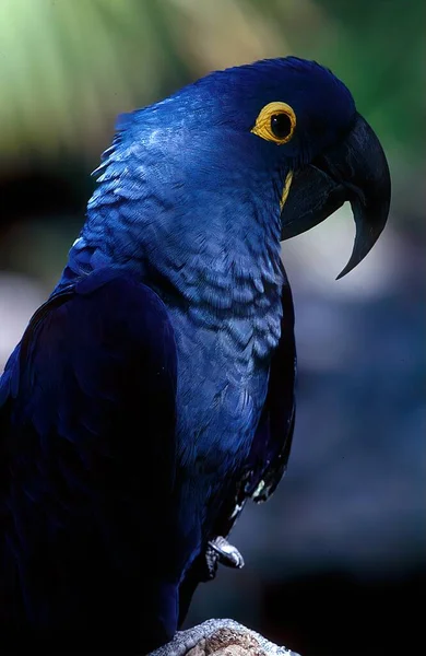 Guacamayo Jacinto Anodorhynchus Hyacinthinus Guacamayo Jacintio Loro Nativo Del Centro — Foto de Stock