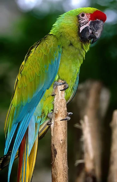 Guacamayo Militar Ara Militaris Gran Loro Guacamayo Tamaño Mediano Que — Foto de Stock