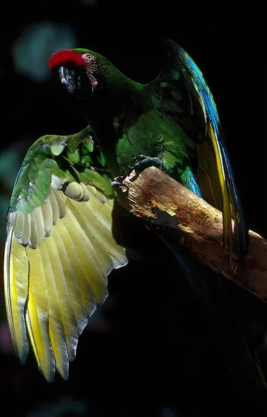 Guacamayo Militar Ara Militaris Gran Loro Guacamayo Tamaño Mediano Que — Foto de Stock