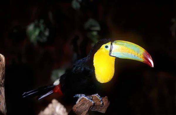 Tucán Pico Quilla Ramphastos Sulfuratus También Conocido Como Tucán Pecho — Foto de Stock