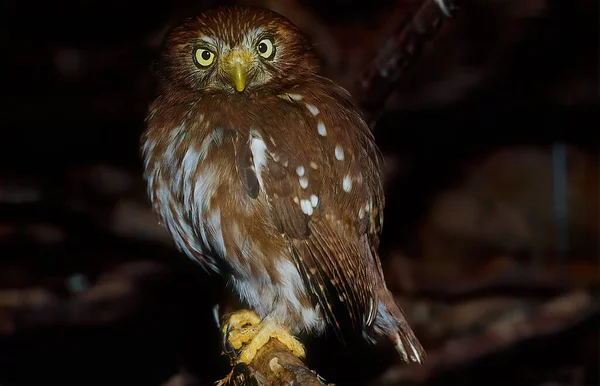 フェルージュ ピグミー ボウル Glaucidium Brasilianum アメリカ合衆国のアリゾナ州南中部とテキサス州南部で飼育されている小さなフクロウで メキシコや中米を経由して南アメリカからボリビア パラグアイ アルゼンチンに渡ります — ストック写真