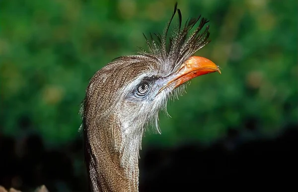 Cariama Cristata También Conocida Como Cariama Crestada Seriema Crestada Una — Foto de Stock