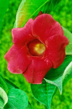 Allamanda Cathartica, Apocynaceae familyasından, Apocynaceae familyasından bir bitki türü.