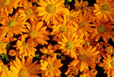 Glebionis coronaria, papatya familyasından bir çiçekli bitki türüdür. Akdeniz bölgesine özgüdür..