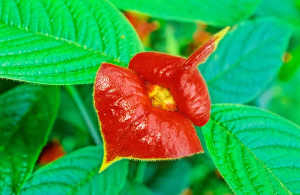 Palicourea elata, eski adı Psychotria elata, genelde kız arkadaş öpücüğü olarak bilinir. Orta Amerika 'nın Bulut Ormanı' nda Maderas Volkanı, Ometepe, Nikaragua 'dan Dersler ile Araştırma