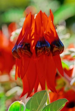 Swainsona formosa, Sturt's desert pea, is an Australian plant in the genus Swainsona, named after English botanist Isaac Swainson, famous for its distinctive blood-red leaf-like flowers, each with a bulbous black centre, or 