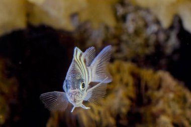 Başçavuş veya pntano, papağangiller familyasından bir kuş türü..