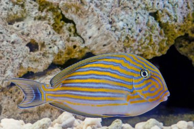Acanthurus lineatus, Acanthuridae familyasından bir balık türü. Diğer yaygın isimler arasında mavi bantlı cerrah balığı, mavi çizgili cerrah balığı, palyaço cerrah balığı, pijama tang, çizgili cerrah balığı ve zebra cerrah balığı sayılabilir.