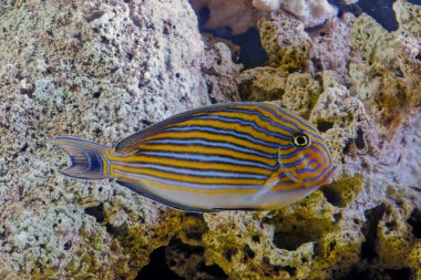 Acanthurus lineatus, Acanthuridae familyasından bir balık türü. Diğer yaygın isimler arasında mavi bantlı cerrah balığı, mavi çizgili cerrah balığı, palyaço cerrah balığı, pijama tang, çizgili cerrah balığı ve zebra cerrah balığı sayılabilir.