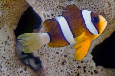 Amphiprion clarkii, genellikle Clark 'ın anemonbalığı ve sarı kuyruklu palyaço balığı olarak bilinir, Pomacentridae familyasından bir deniz balığıdır..
