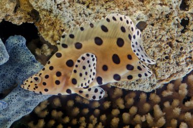 Kambur balina balığı (