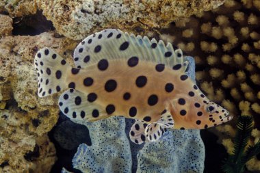 Kambur balina balığı (