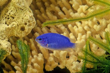 Kriptera siyanea, papağangiller (Felidae) familyasından Hint ve Batı Pasifik Okyanusu 'na özgü bir papatya türüdür. Yaygın isimler mavi papaz balığı, mavi matmazel, mavi şeytan, mısır çiçeği başçavuş, Hedley 'nin küçük kızı, kırmızı kuyruklu Avustralyalı genç kız, safir dev