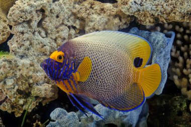 Pomacanthus xanthometopon, Hindistan-Pasifik 'in sığ bölgelerinde bulunan Pomacanthidae familyasından bir deniz meleği balığıdır. Yaygın olarak mavi yüzlü melek balığı ya da sarı yüzlü melek balığı olarak bilinir.